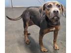 Adopt Smoke a Tan/Yellow/Fawn American Pit Bull Terrier / Mixed dog in