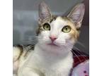 Adopt Sunflower a Calico or Dilute Calico Domestic Shorthair / Mixed cat in