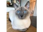 Adopt FARNSWORTH a Tan or Fawn (Mostly) Siamese / Mixed (short coat) cat in