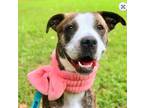 Adopt Demi a Brindle - with White Boxer / Mixed dog in Decatur, GA (39026358)