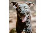 Adopt Liam Malcolm a Labrador Retriever / Mixed dog in Little Rock