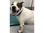 Adopt Rocky a Fox Terrier (Smooth) / Mixed dog in Sheboygan, WI (39025944)