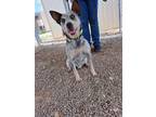 Adopt Julie a Australian Shepherd / Mixed dog in McIntosh, NM (38970745)