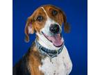 Adopt Katie a Brown/Chocolate Coonhound / Mixed dog in Newark, DE (39019316)