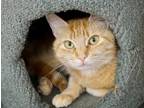 Adopt Honey a Orange or Red (Mostly) Domestic Shorthair (medium coat) cat in