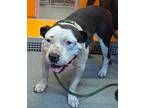 Adopt Sal a American Staffordshire Terrier / Mixed dog in Tulare, CA (39023328)