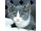 Adopt Katia a Domestic Shorthair / Mixed cat in Midland, TX (39023321)