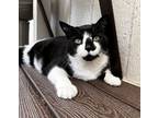 Adopt Dottie a Domestic Shorthair / Mixed cat in Atascadero, CA (39011872)