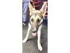 Adopt Levi* a German Shepherd Dog / Mixed dog in Pomona, CA (39011837)