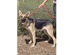 Adopt Hopper* a German Shepherd Dog / Mixed dog in Pomona, CA (39011836)