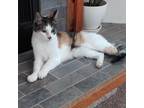 Adopt Sugarfoot a White Domestic Mediumhair / Mixed cat in Colorado Springs