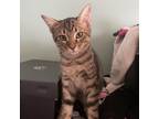 Adopt Lolasky a Brown or Chocolate Domestic Shorthair / Mixed cat in Fort