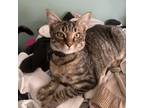 Adopt Blizzard a Brown or Chocolate Domestic Shorthair / Mixed cat in Fort