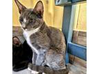 Adopt Bacardi a Gray or Blue Domestic Shorthair / Mixed cat in Lakeland