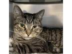 Adopt Ambrosia a Domestic Shorthair / Mixed cat in Rocky Mount, VA (39012984)