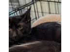 Adopt Willamina a Domestic Shorthair / Mixed cat in Fayetteville, AR (39025353)