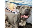 Adopt Kai a Gray/Silver/Salt & Pepper - with Black American Staffordshire