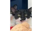 Adopt Pepper a Domestic Shorthair / Mixed cat in San Luis Obispo, CA (38979000)