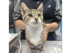 Adopt Nadine a Domestic Shorthair / Mixed cat in Rocky Mount, VA (38953859)