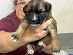 Adopt Romeo a Tan/Yellow/Fawn - with Black Shepherd (Unknown Type) dog in