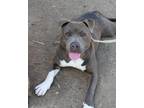 Adopt Baxter a American Pit Bull Terrier / Mixed dog in Napa, CA (39025169)