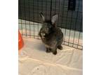 Adopt Alice a Lionhead / Mixed rabbit in Brockville, ON (39025165)