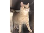Adopt Ryder a Domestic Shorthair / Mixed cat in Golden, CO (38955662)