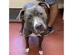 Adopt Boyardee a Pit Bull Terrier / Mixed dog in Salisbury, MD (39001077)