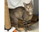 Adopt Spider a Domestic Shorthair / Mixed cat in San Diego, CA (39012919)