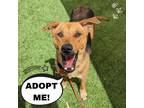 Adopt Yoko a Brown/Chocolate German Shepherd Dog / Mixed dog in Flagstaff