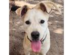 Adopt Drifter - PAWS a Tan/Yellow/Fawn Mixed Breed (Medium) / Mixed dog in Las