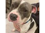 Adopt Kylo a American Staffordshire Terrier / American Pit Bull Terrier / Mixed