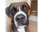 Adopt Dustin a Brown/Chocolate Bullmastiff / Boxer / Mixed dog in Fishers