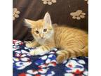 Adopt Vernon a Orange or Red Domestic Longhair / Mixed cat in Yucaipa
