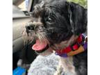 Adopt Harley a Black Shih Tzu / Mixed dog in Cordova, TN (39024756)