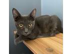 Adopt Maui a Gray or Blue Russian Blue / Mixed cat in San Pablo, CA (39024484)