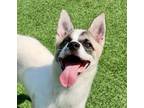 Adopt Quatro IN LA!! a White - with Brown or Chocolate Jindo / Spitz (Unknown