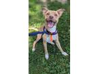 Adopt Abe VI 17 a Tan/Yellow/Fawn American Pit Bull Terrier / Mixed dog in