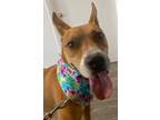 Adopt Leo a American Pit Bull Terrier / Hound (Unknown Type) / Mixed dog in