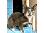 Adopt Dash a Gray or Blue (Mostly) Domestic Shorthair / Mixed (short coat) cat