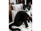 Adopt Trapper a Black & White or Tuxedo Domestic Shorthair / Mixed (short coat)