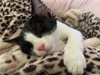 Adopt Oreo a Domestic Shorthair / Mixed (short coat) cat in Phoenix