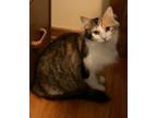 Adopt Bria a Calico or Dilute Calico Domestic Longhair / Mixed (long coat) cat