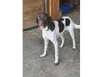 Adopt Sarah a Brown/Chocolate - with White German Shorthaired Pointer / English