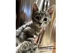 Adopt Cutti - In Foster a Domestic Shorthair / Mixed cat in Birdsboro