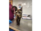 Adopt Moira Rose a Domestic Shorthair / Mixed cat in Birdsboro, PA (39024262)