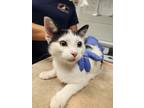 Adopt Teagan a Domestic Shorthair / Mixed cat in Birdsboro, PA (39024258)