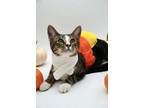 Adopt Squirtle a Gray, Blue or Silver Tabby Domestic Shorthair cat in Tracy
