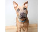 Adopt Kander D13727: No Longer Accepting Applications a Tan/Yellow/Fawn American