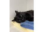 Adopt Kitty a Domestic Longhair / Mixed cat in Victoria, BC (39024131)
